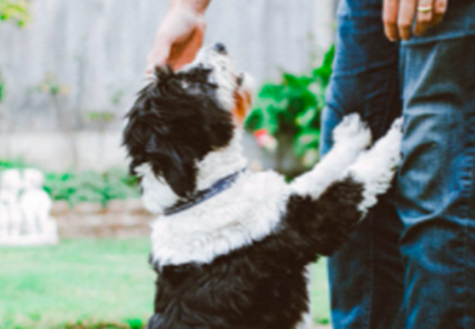 I cani riconoscono il padrone in foto